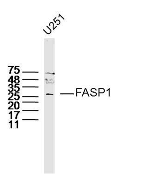 FASP1 Rabbit Polyclonal Antibody