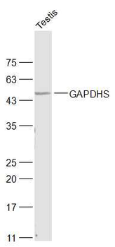 GAPDHS Rabbit Polyclonal Antibody