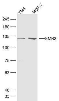 EMR2 Rabbit Polyclonal Antibody