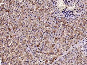 CD200R Rabbit Polyclonal Antibody