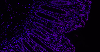 Histone H3 Mouse Monoclonal Antibody (BF647)