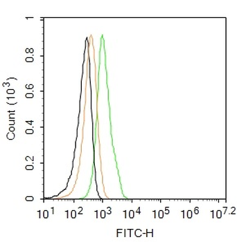MAP2 Rabbit Polyclonal Antibody (FITC)