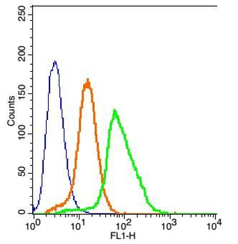 TRPV5 Rabbit Polyclonal Antibody (BF488)