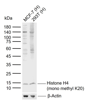 Histone H4 (mono methyl K20) Rabbit Polyclonal Antibody