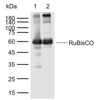 RuBisCO Mouse Monoclonal Antibody