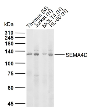 SEMA4D Rabbit Polyclonal Antibody
