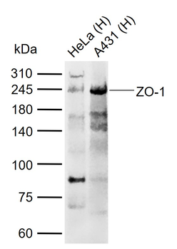 ZO-1 Rabbit Polyclonal Antibody