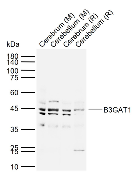 B3GAT1 Rabbit Polyclonal Antibody