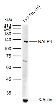 NALP4 Rabbit Polyclonal Antibody