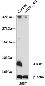 ATOX1 Rabbit Polyclonal Antibody