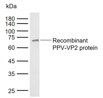 PPV-VP2 Mouse Monoclonal Antibody