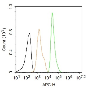 PPAR Gamma Rabbit Polyclonal Antibody (BF647)