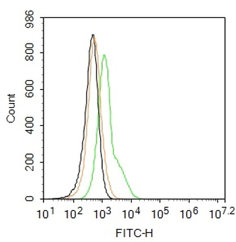 MRP1/ABCC1 Rabbit Polyclonal Antibody (FITC)