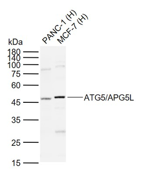 ATG5/APG5L Mouse Monoclonal Antibody