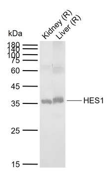 HES1 Rabbit Polyclonal Antibody
