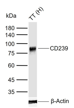 CD239 Recombinant Rabbit Monoclonal Antibody