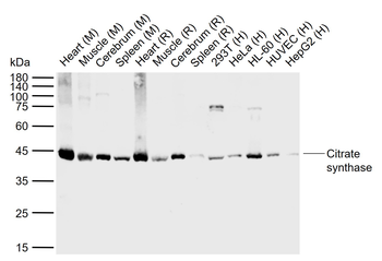 Citrate synthase Recombinant Rabbit Monoclonal Antibody
