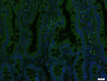 ENPP3 Rabbit Polyclonal Antibody (BF488)