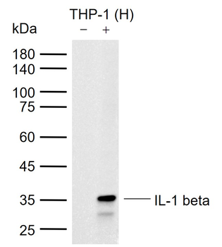 IL-1 beta Recombinant Rabbit Monoclonal Antibody