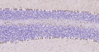 Rat S100B Ready-To-Use IHC Kit