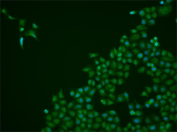 HnRNP U Rabbit Polyclonal Antibody