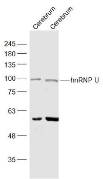 HnRNP U Rabbit Polyclonal Antibody