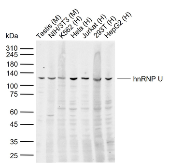 HnRNP U Rabbit Polyclonal Antibody