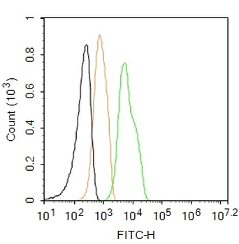 ZO-1/TJP1 Rabbit Polyclonal Antibody (FITC)