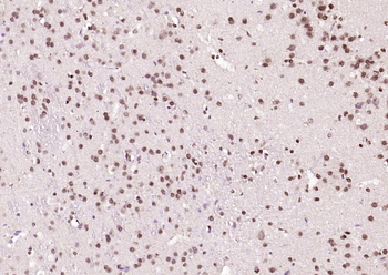 COPS7A Rabbit Polyclonal Antibody