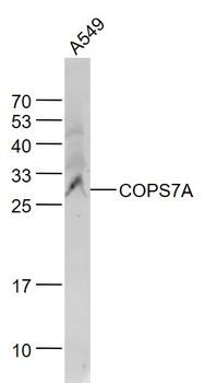 COPS7A Rabbit Polyclonal Antibody