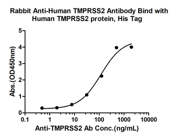 TMPRSS2 Rabbit Polyclonal Antibody