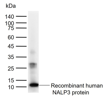 NLRP3 Rabbit Polyclonal Antibody