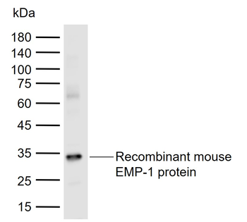 EMP-1 Rabbit Polyclonal Antibody