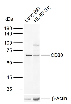 CD80 Rabbit Polyclonal Antibody
