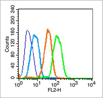 Caspase-8 subunit p18 Rabbit Polyclonal Antibody
