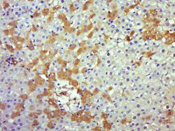 Caspase-8 subunit p18 Rabbit Polyclonal Antibody