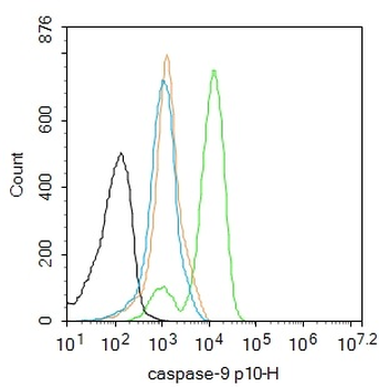 Caspase-9 p10 Rabbit Polyclonal Antibody