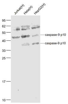 Caspase-9 p10 Rabbit Polyclonal Antibody