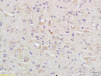 Caspase-9 p10 Rabbit Polyclonal Antibody