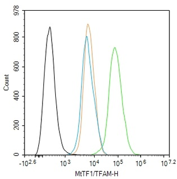 MtTF1/TFAM Rabbit Polyclonal Antibody