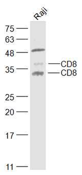 CD8 Rabbit Polyclonal Antibody