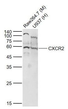 CXCR2 Rabbit Polyclonal Antibody