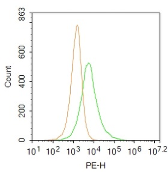 Phospho-Girdin (Ser1417) Rabbit Polyclonal Antibody