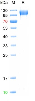 Recombinant mouse P-Selectin, C-His (HEK293)