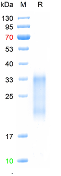 Recombinant mouse CD62p protein,C-His (HEK293)