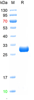 Recombinant human TPOR protein, N-His