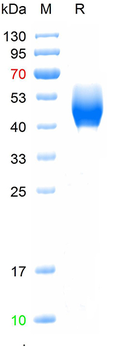 Recombinant human CD63 protein, hFc (HEK293)