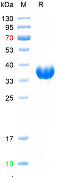 Recombinant human CD81 protein, hFc (HEK293)