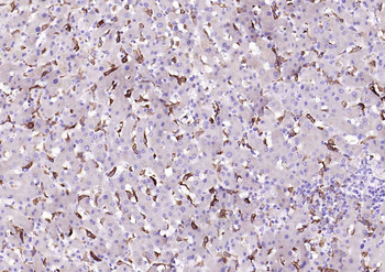 Heme Oxygenase 1 Recombinant Rabbit Monoclonal Antibody