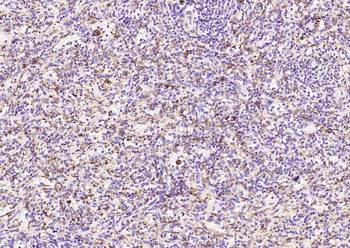 Heme Oxygenase 1 Recombinant Rabbit Monoclonal Antibody